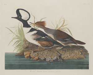 Kaphoofd Merganser door Robert Havell after John James Audubon