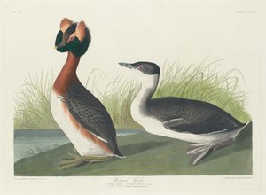 Kuifduiker door Robert Havell after John James Audubon