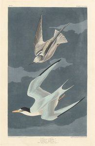 Dwergstern door Robert Havell after John James Audubon