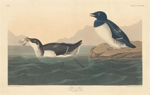 Kleine Alk door Robert Havell after John James Audubon