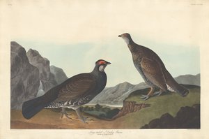 Langstaart- of donkere korhoen door Robert Havell after John James Audubon