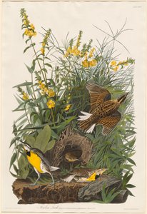 Weidelijster door Robert Havell after John James Audubon