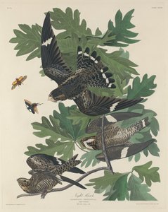 Nachtvalk