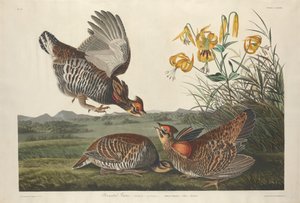 Pinnated Grouse door Robert Havell after John James Audubon