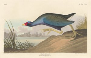 Purperkoet door Robert Havell after John James Audubon