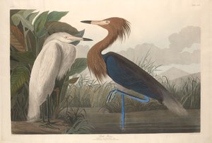 Purperreiger door Robert Havell after John James Audubon