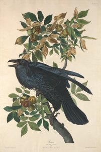 Raaf door Robert Havell after John James Audubon