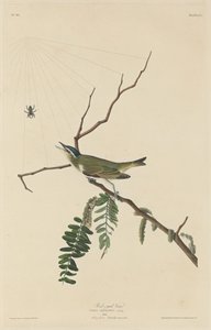Roodoogvireo door Robert Havell after John James Audubon