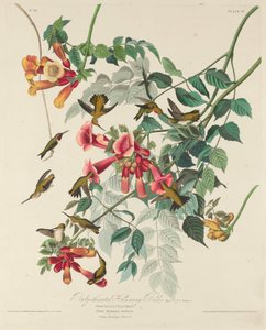 Robijnkeelkolibrie door Robert Havell after John James Audubon