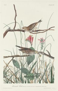 Savannevink door Robert Havell after John James Audubon