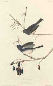 Sneeuwvogel