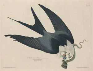 Zwaluwstaartwouw door Robert Havell after John James Audubon