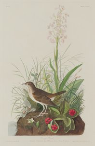 Tawny Lijster