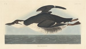 Uria Brunnichii door Robert Havell after John James Audubon