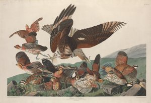 Virginische Patrijs door Robert Havell after John James Audubon