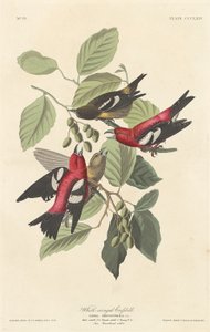 Witvleugel Kruisbek door Robert Havell after John James Audubon