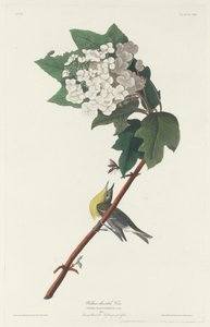 Geelkeelvireo door Robert Havell after John James Audubon