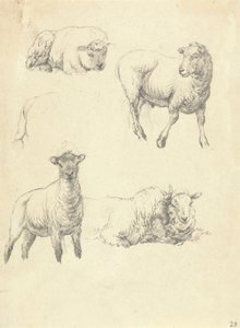 Schapen