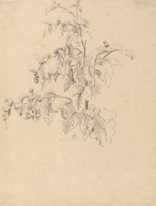 Studie van Bladeren