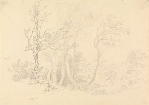 Studie van een hulstboom door Robert Hills
