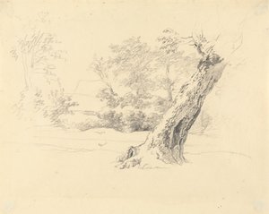 Boomstudie door Robert Hills