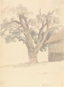 Walnotenboom door Robert Hills