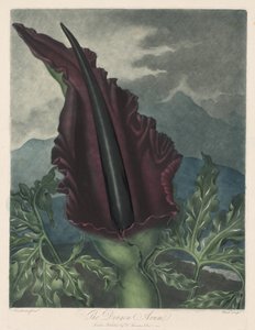 De Drakenarum, Zwarte Calla of Solomons Lelie, 1799-1807