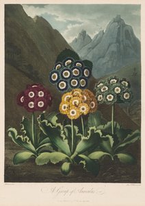 De tempel van Flora, of de tuin van de natuur: een groep aurikels, 1803 door Robert John Thornton