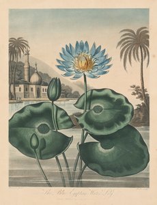 De Tempel van Flora, of Tuin van de Natuur: Blauwe Egyptische Waterlelie, 1804