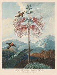 De tempel van Flora, of tuin van de natuur: Grote bloeiende gevoelige plant door Robert John Thornton
