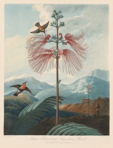 De tempel van Flora, of de tuin van de natuur: Grote bloeiende gevoelige plant, 1799-1807 door Robert John Thornton