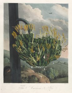 De Tempel van Flora, of Tuin van de Natuur: De Amerikaanse Aloë