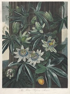 De Tempel van Flora, of Tuin van de Natuur: De Blauwe Passiebloem