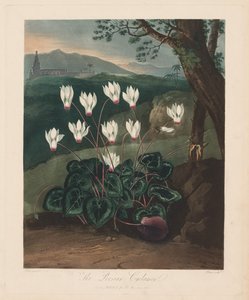 De Tempel van Flora, of Tuin van de Natuur: De Perzische Cyclamen