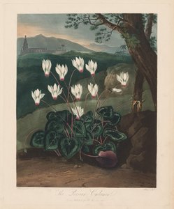 De Tempel van Flora, of de Tuin van de Natuur: De Perzische Cyclamen, 1799-1807