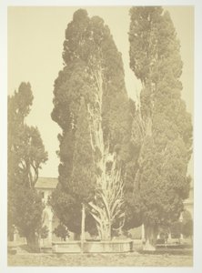 Zonder titel (Bomen in Rome)