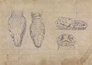 Studie van het hoofd van een slang door Robert Smirke