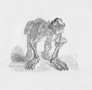 Skelet van de Megatherium