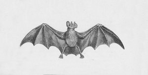 Vampier Vleermuis, c1885, 1890 door Robert Taylor Pritchett