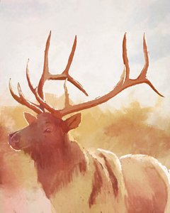 Stier Eland