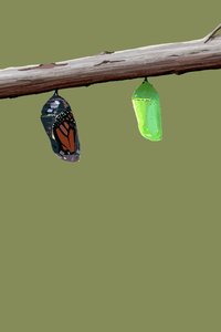 Monarch Cocons