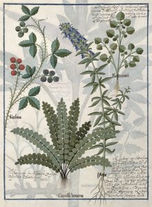 Varens, bramen en bloemen, illustratie uit het boek van eenvoudige medicijnen door Mattheaus Platearius