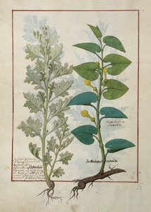 Illustratie uit Het Boek der Eenvoudige Geneesmiddelen door Mattheaus Platearius