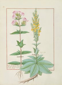 Illustratie uit het Boek der Eenvoudige Geneesmiddelen door Mattheaus Platearius door Robinet Testard