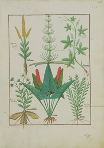 Ms Fr. Fv VI #1 fol.125r Bovenste rij: Maïs, Equisetum en Labruscae flos. Onderste rij: Madeliefje, Jarus en Marjolein, illustratie uit Het Eenvoudige Boek der Geneesmiddelen, door Mattheaus Platearius, ca. 1470
