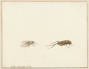 Twee insecten