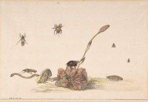 Verschillende Insecten bij een Schimmel door Rochus van Veen