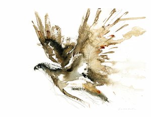 Flying Hawk-aquarel door RodMacIver