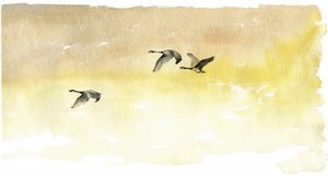 Aquarel: Ganzen in vlucht door RodMacIver