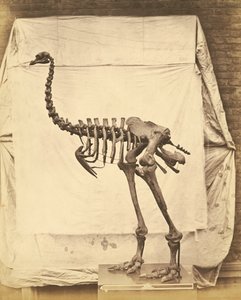 Dinornis Elephantopus Dinosaurus door Roger Fenton